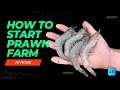 How to start prawn farming at home for high profit  shrimp farming guide  things you need to know