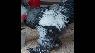BRAMA TYOMNIY PUX (AQSH) DEKORATIV tovuq zoti O'ZB. БРАМА #chicken #animals #brahma #farming #birds