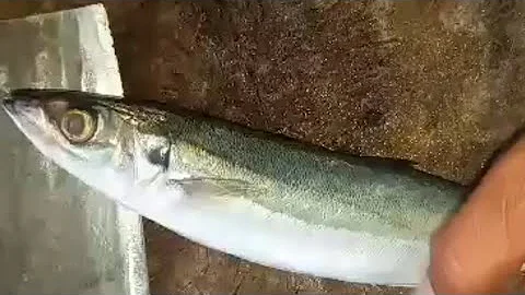 Blue Mackerel Scad || Genuine Cutting US$3.5/Kg #fishcutting #fishcutting_skills #