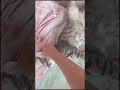 А ваш котик так может? #shorts  #cat