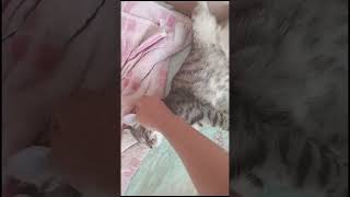 А ваш котик так может? #shorts  #cat