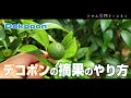 【6月中旬】デコポン1回目の摘果のやり方／あの夏芽はどうなった？