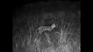 Linkwasha Cam ~ African Wild Cat a Patient Hunter! April 16, 2025