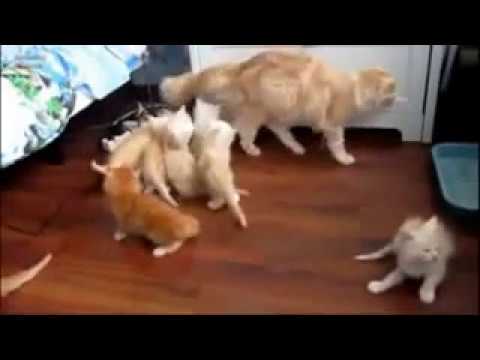 funny-cat-jump-scares,-jump-fails,jump-fail-try-not-to-laygh-compilation-2016