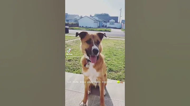 Dog Addicted to Playing Fetch #shorts