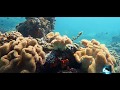 Secrets Of Hidden Coral Reefs