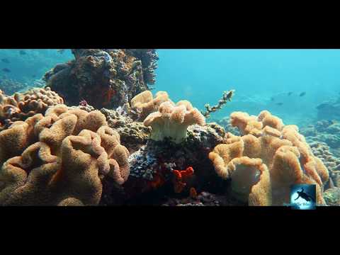 Secrets Of Hidden Coral Reefs