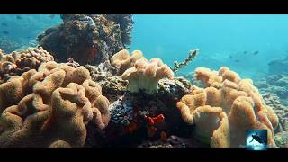 Secrets Of Hidden Coral Reefs
