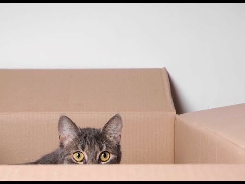 moving?-save-time-&-big-bucks-with-these-"my-guys-moving"-tips---vov-#1