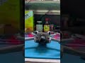 Mini 4 Pro Gimble Replacement #dji #drone #repairing