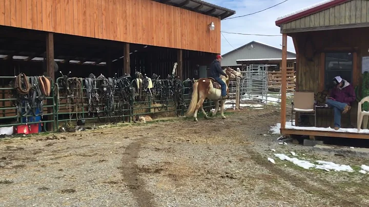Sold 635- paint crossbred mare