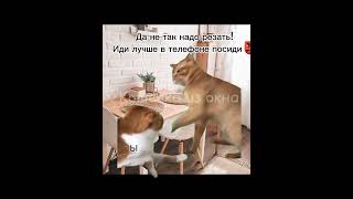 Актив Не Помир*Й#Коты#Мем#Рекомендации#Активнеумирай#Глобальныерегомендации