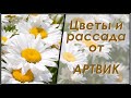 Цветы и рассада от компании АртВик.