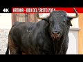 4k  artana  bou del cristo 2024  toros de roco de la cmara y celestino cuadri