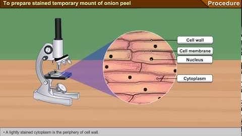 To prepare stained temporary mount of onion peel