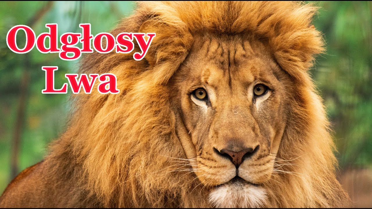 Lew Nie Sprzymierza Się Z Kojotem Odgłos Lwa - dźwięki jakie wydaje lew - YouTube