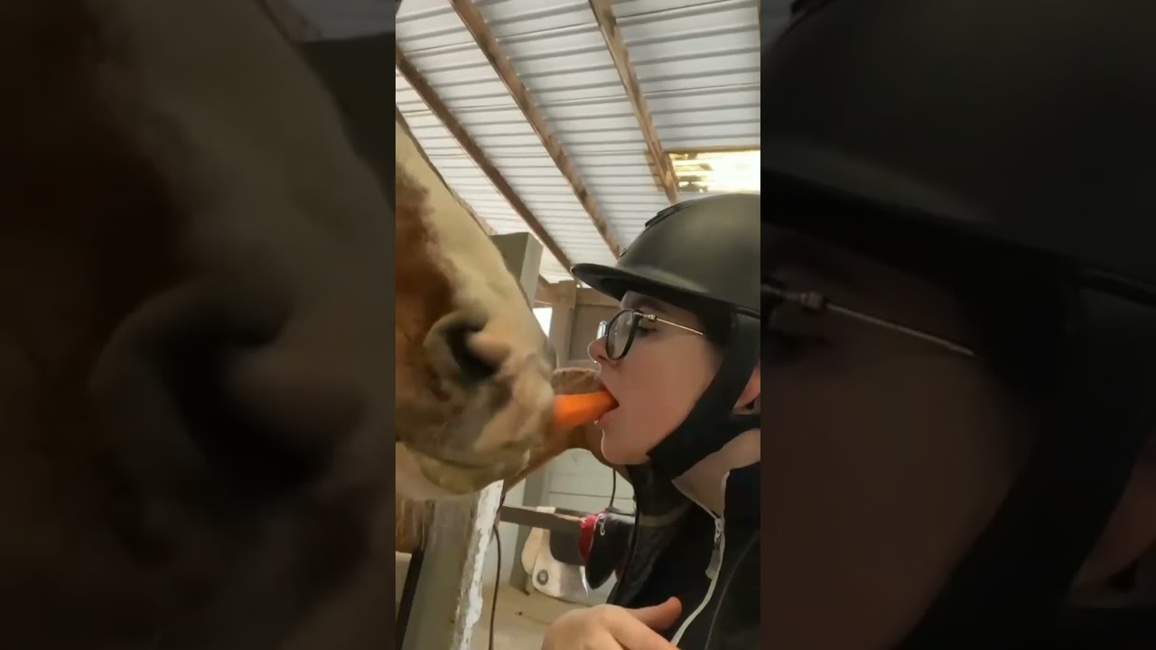 Horse thug life | Animals thug life 