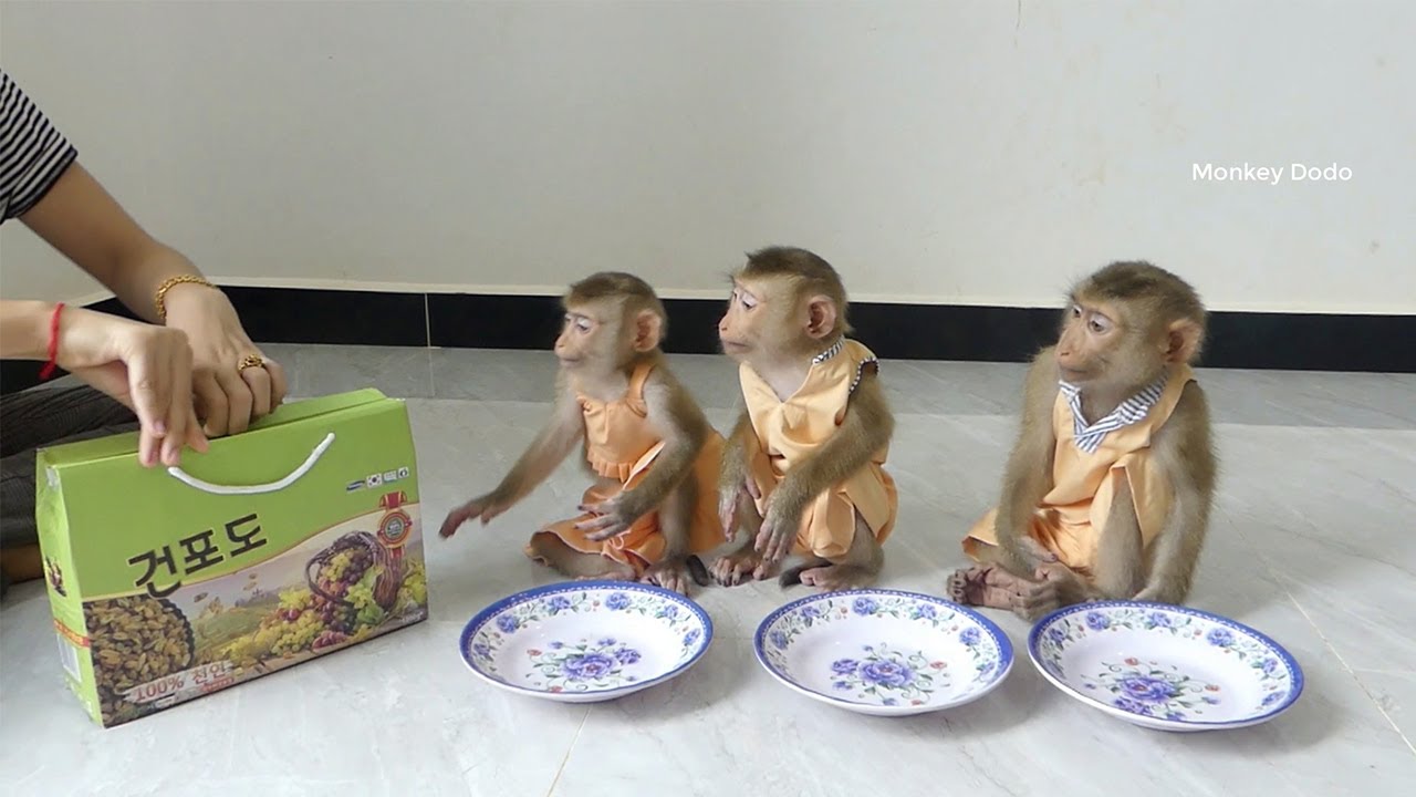 Donal Moly & Zuji Sitting Wait Mom Put Tried Grapes To Eat Orderly