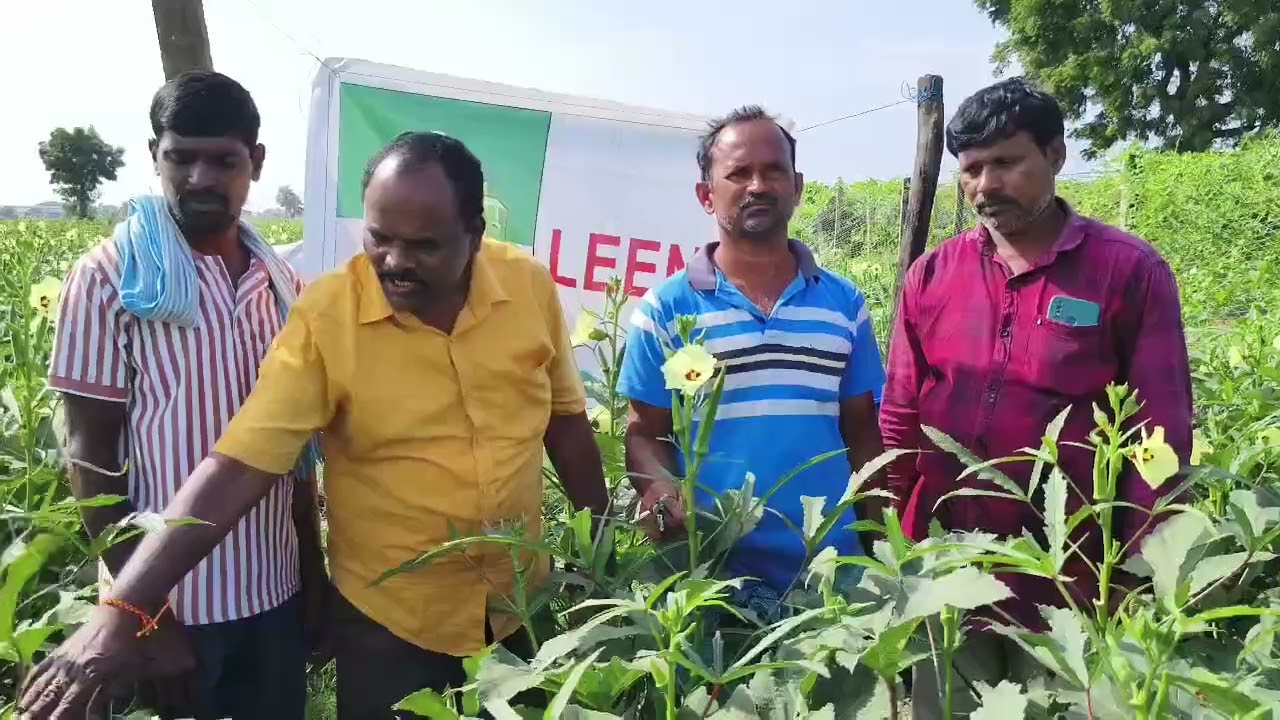 Okra $ LEENA $ Kaveri Seed Co Ltd, Purendar, Gadwal, Telangana state.