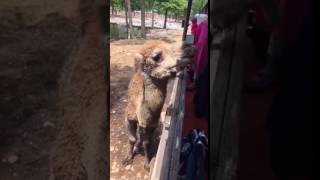 Camel Lips