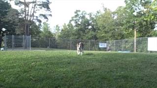 Adopt-A-Less-Adoptable Pet: Snoopy