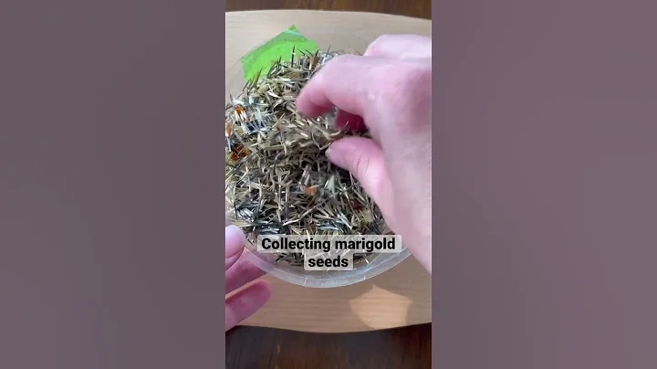 How to collect and store marigold seeds