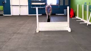 Manchester Terrier in Open obedience training