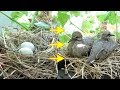 Baby bird morning doves, from eggs, hatching, to empty nest