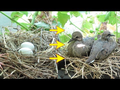 Video: Mogu li ožalošćene golubice pomjeriti svoje bebe?