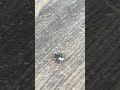 Housefly is eating sugar