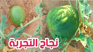شاهد كيف أصبحت نبتة البطيخ بعد تجربة زيادة الفروع وتحجيم الثمار 🌱🍉😱