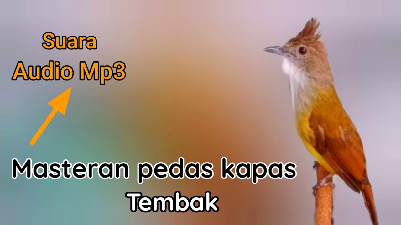SUARA KAPAS TEMBAK MASTERAN KAPAS TEMBAK GACOR NGEBREN NEMBAK PEDES