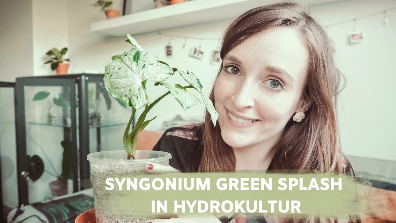 Pflanzen Umtopfen In Hydrokultur Syngonium Green Splash Pflanzen Q A Coyote Diaries Youtube