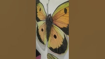 Painting Tutorial : 3D Butterfly Drawing on Wall -#shorts #shortvideo