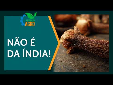 Cravo-da-índia não vem da Índia: conheça a origem e o composto que chama atenção | AFA