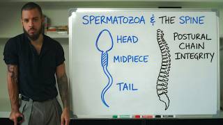 Secrets of the sperm that will heal your back.