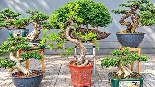Mời Xem Giá Cuối Tuần - Mai Chiếu Thủy Nu, Linh Sam, Lộc Vừng, Kiều Hùng, Dâu Tằm