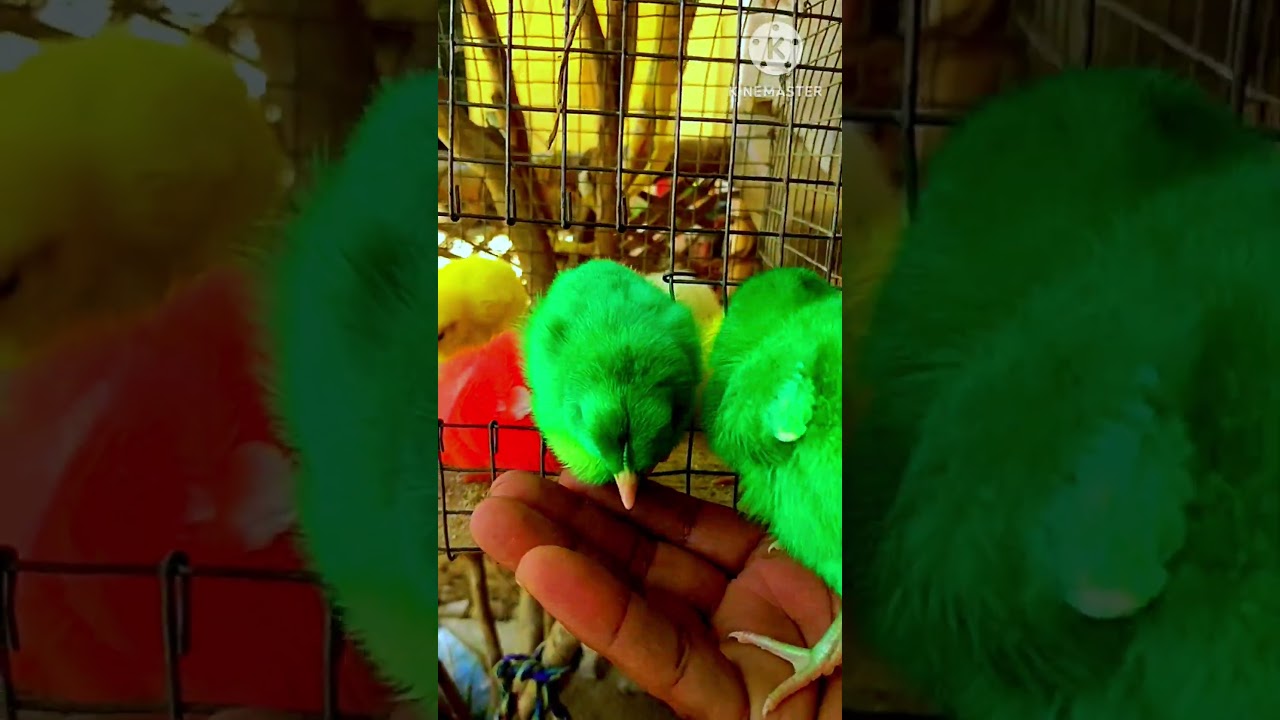 BAD Video MURGI Chicks Swimming Pools Bathing Decolarization FRACAS | FishCutting