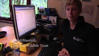 Beaver reintroduction to Cornwall