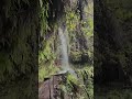 Levada do Rei, Madeira #shorts #pov #dji #gopro #mountains #forest #waterfall #madeira #hiking