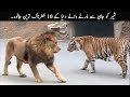 10 Animals That Can Defeat A Lion | TOP X TV
