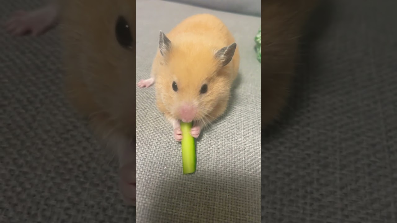 my hamuchi eating cucumber👏