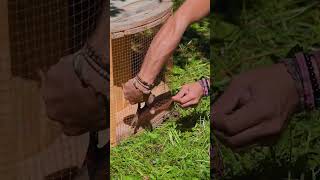Build a cute eco duckling incubator 🐣✨#ducklings #ecofriendly