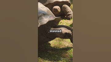 🐢 How Galapagos Tortoises Inspired Evolution! #nature #science #history #darwin