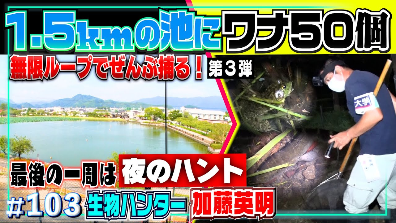 【無限ループ罠】周囲1.5km池にワナ５０個・設置&回収を繰り返す！最後の一周は夜ハント！外来種ぜんぶ捕獲を目指す真夏の大作戦！第３弾≫生物ハンター加藤英明・Japan wild hunter