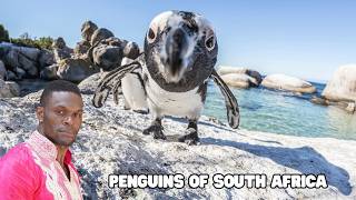 South Africa Tour Vlog: We Visited The Penguins of South Africa.