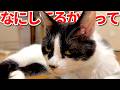 【ねこ動画】ねこ「なにしてるか?って聞かれても」