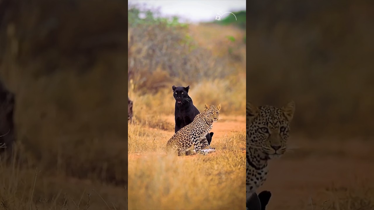 The Dark Prince & The Spotted King 4K Ultra HD 🫡 #wildlife #animals #shorts