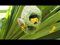 Weaver bird build nests for protect their eggs and young engineering 23