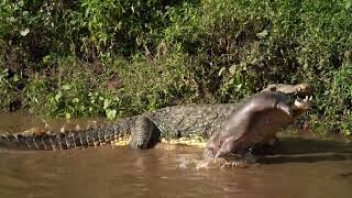 Ferocious crocodile throws baby hippo carcass around, Masai Mara, Kenya